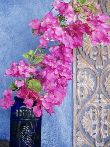 cicek arajmani6-372.jpg